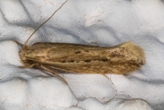 Ypsolopha sp-sw
