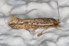 Ypsolopha sp-sw