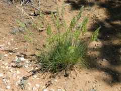 Poa fendleriana