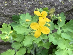 Chelidonium majus