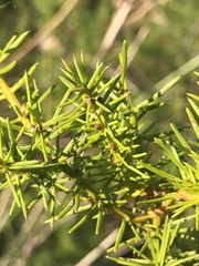 Acacia verticillata