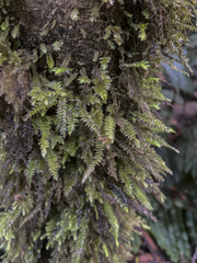 Thamnobryum