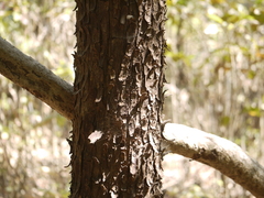 Bridelia retusa