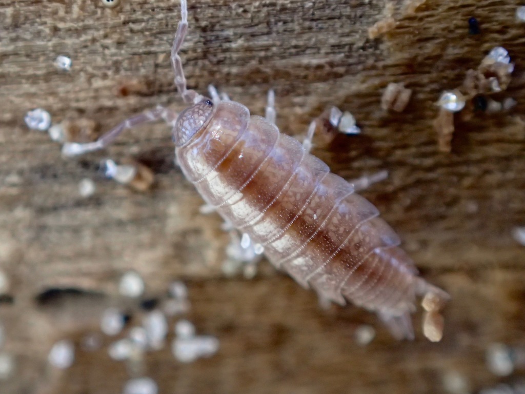 African Cape Isopod