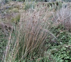 Juncus sarophorus