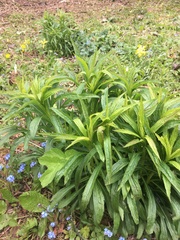 Chamaenerion angustifolium