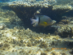 Plectroglyphidodon dickii