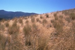 Pseudoroegneria spicata