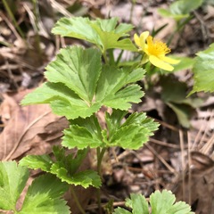 Waldsteinia ternata