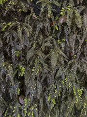 Thamnobryum