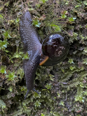 Victaphanta compacta