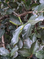 Gnetum luofuense