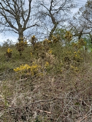 Ulex gallii