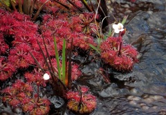 Drosera kaieteurensis