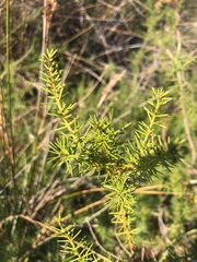 Acacia verticillata