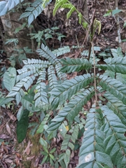 Archidendron clypearia