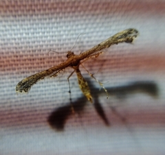 Michaelophorus indentatus