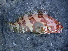 Epinephelus rivulatus