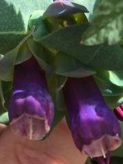 Cerinthe major