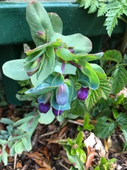 Cerinthe major