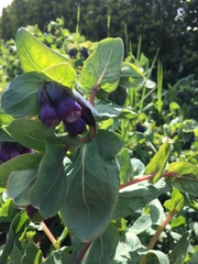 Cerinthe major