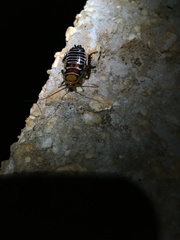 Temnopteryx phalerata