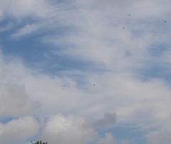 Pantala