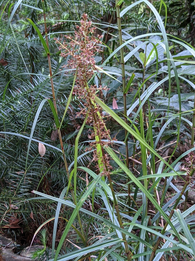 Scleria harlandii (Scleria harlandii)