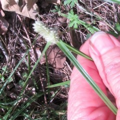 Cyperus sesquiflorus sesquiflorus