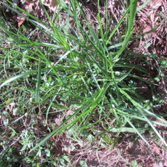 Cyperus sesquiflorus sesquiflorus