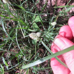 Cyperus sesquiflorus sesquiflorus