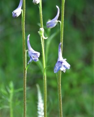 Delphinium carolinianum