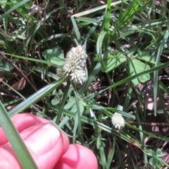 Cyperus sesquiflorus sesquiflorus