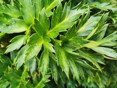 Anisotome latifolia