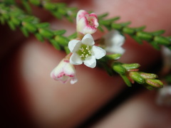 Baeckea brevifolia