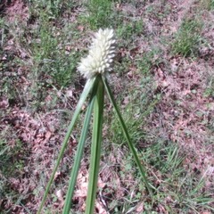 Cyperus sesquiflorus sesquiflorus