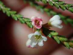 Baeckea brevifolia