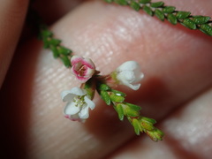 Baeckea brevifolia