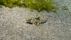 Synchiropus ocellatus