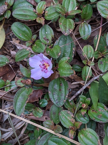 Image of Melastoma dodecandrum by (c) portioid, some rights reserved (CC BY)