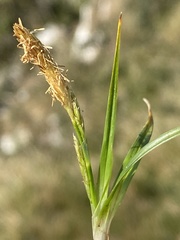 Carex praecox