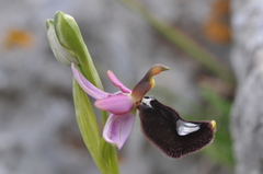Ophrys bertolonii bertolonii
