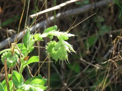 Lithospermum virginianum