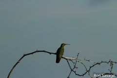 Anthracothorax dominicus