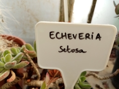 Echeveria setosa