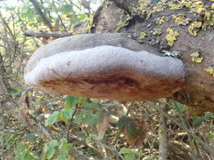 Fomitiporia hippophaeicola