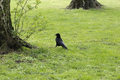 Corvus corone