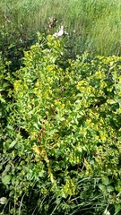 Euphorbia hirsuta
