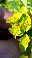 Euphorbia hirsuta