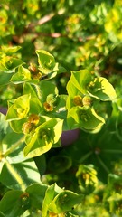 Euphorbia hirsuta